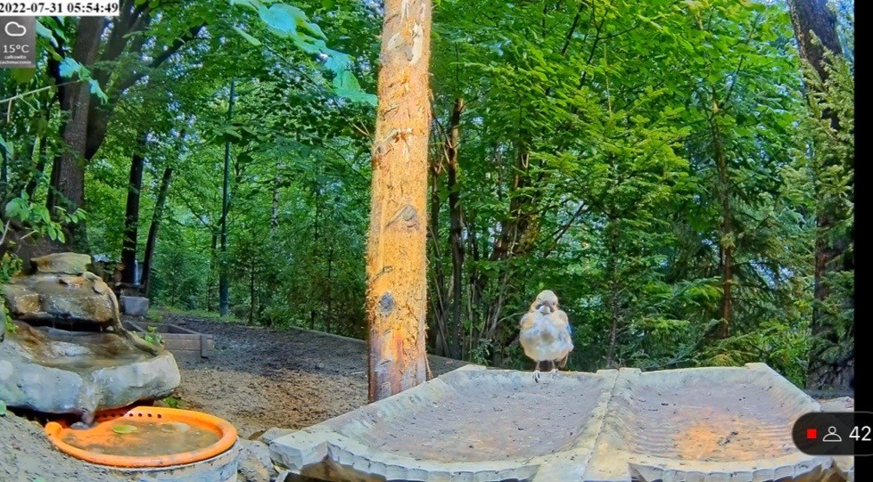 livebirdspoland_685c5353d50e36f4471dab9f1813db2e.jpg