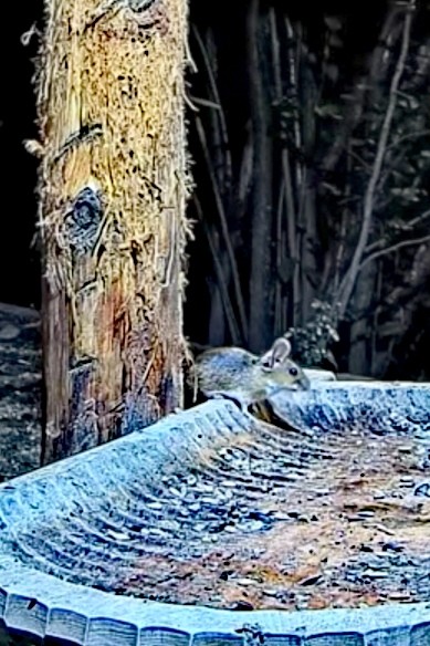 livebirdspoland_01025d72f07c841e831b68f33d220fbb.jpg