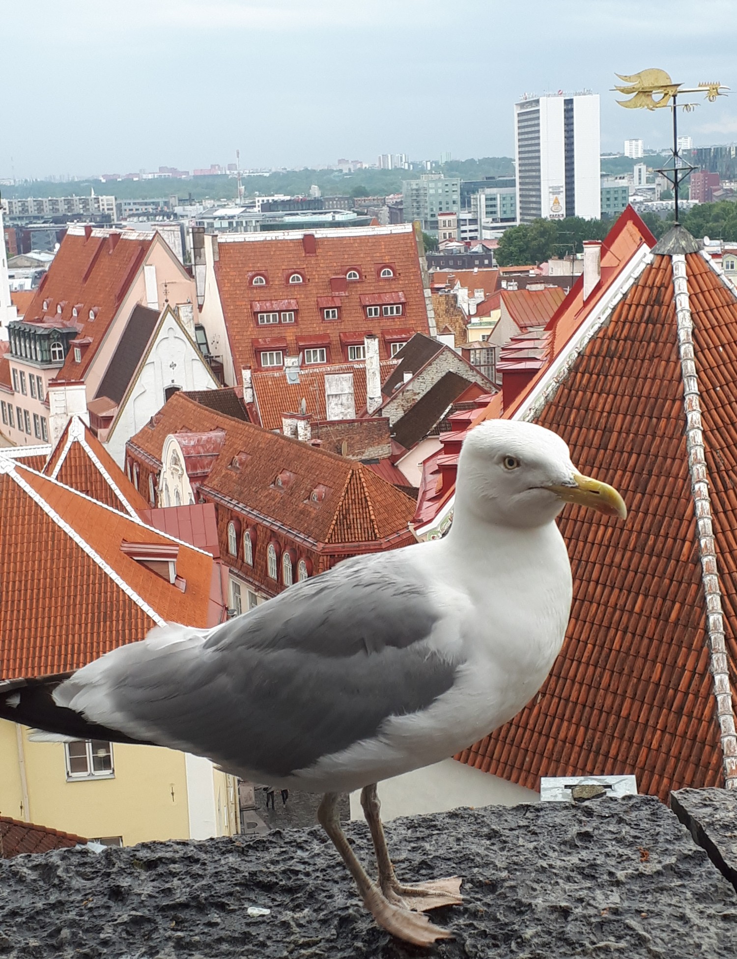 livebirdspoland_bf363f248b4d2bf728c1491c7e6b7bba.jpg