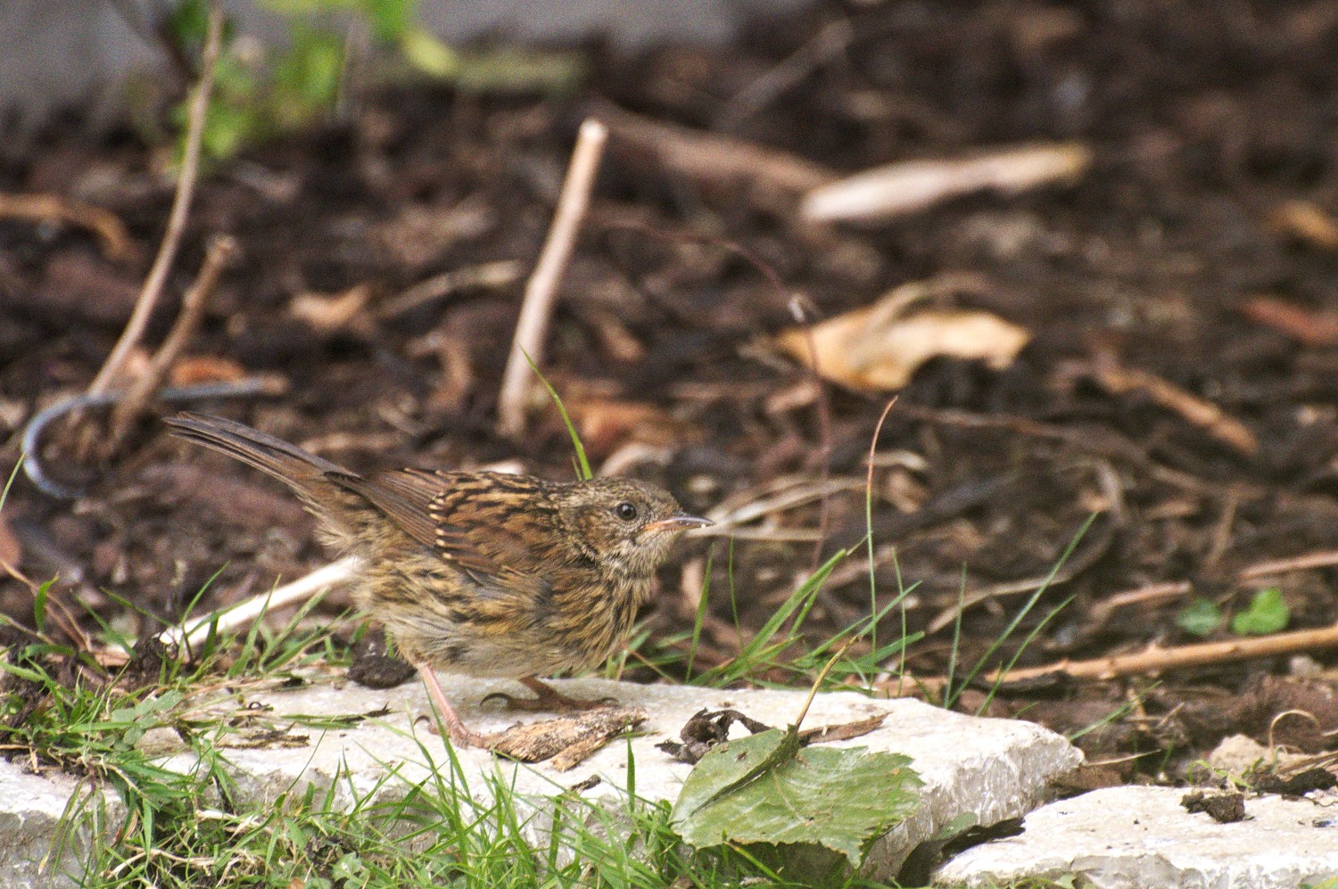 livebirdspoland_79fc23f48f47ea7b62e5260034ed6598.jpg