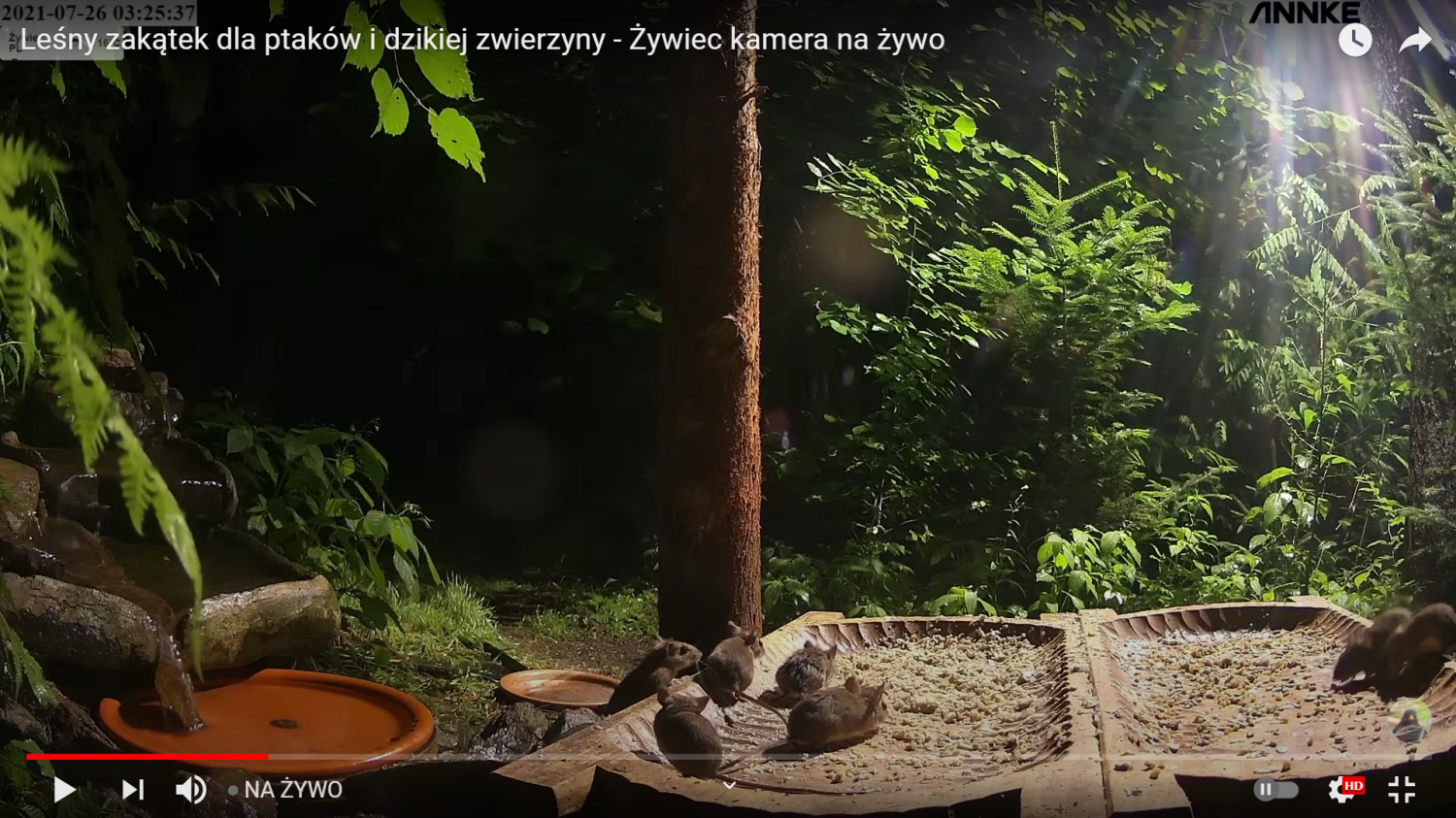 livebirdspoland_247d7a3d60083a590d61cc18198852c5.png