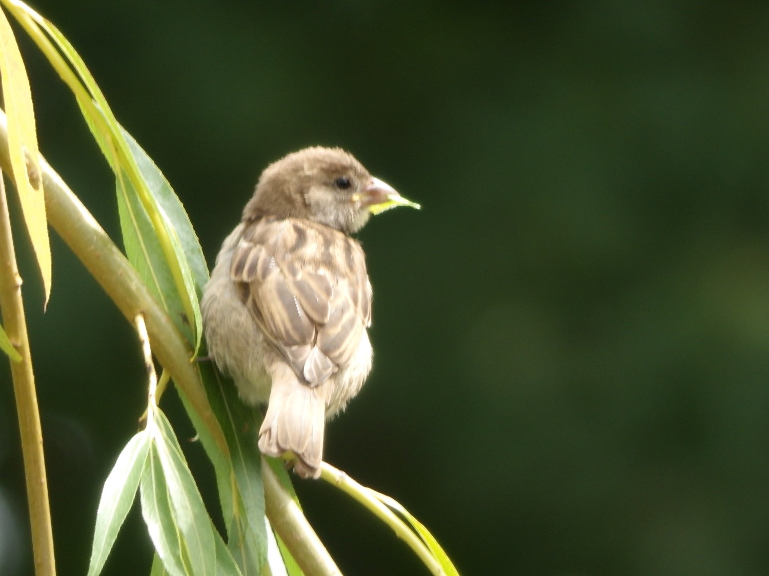 livebirdspoland_19c26dc8d7e65e05f36528ba0bcbcea4.jpg