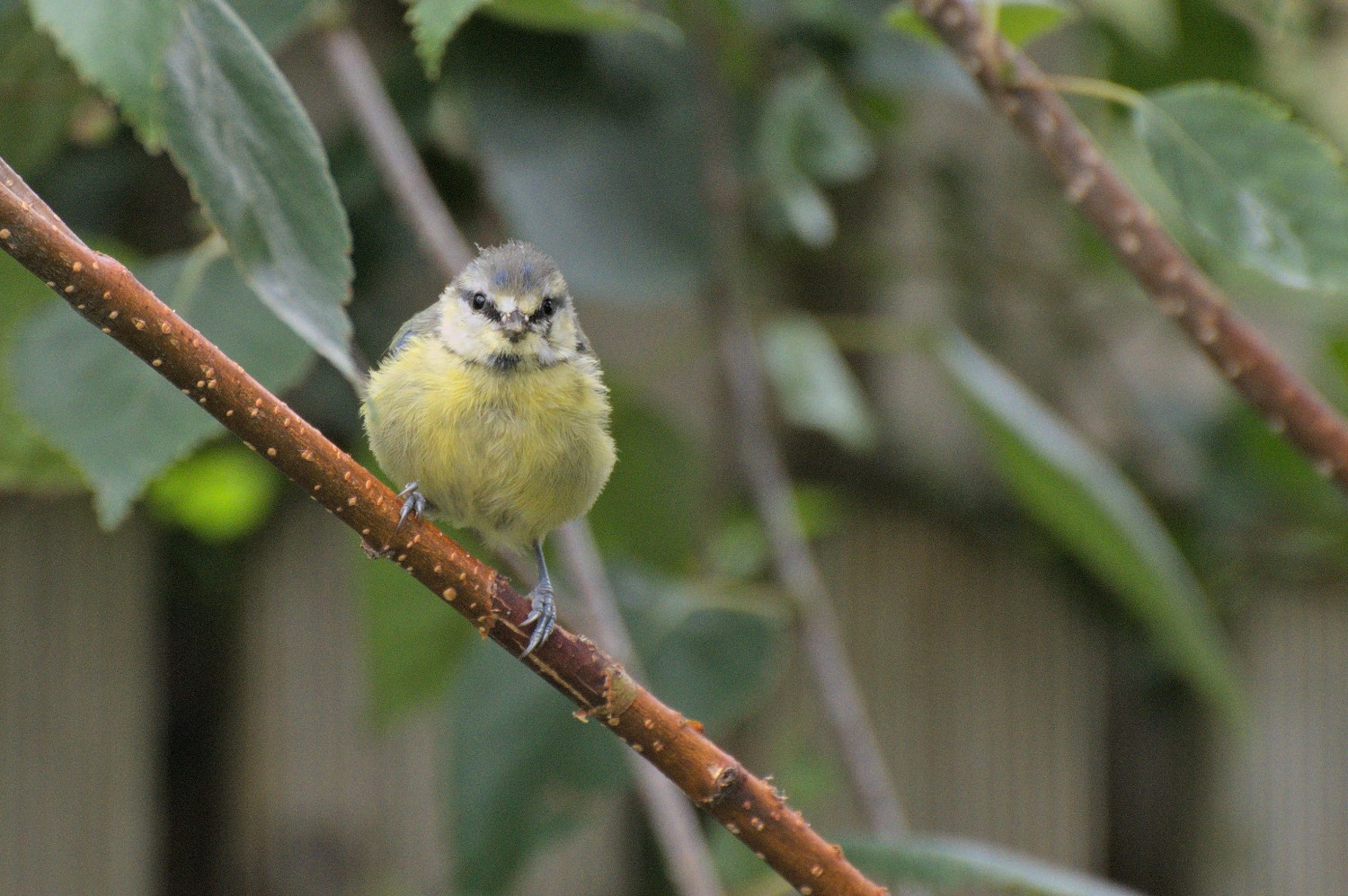 livebirdspoland_638f8d6c545e4c7614d3c39d5cf4875a.jpg