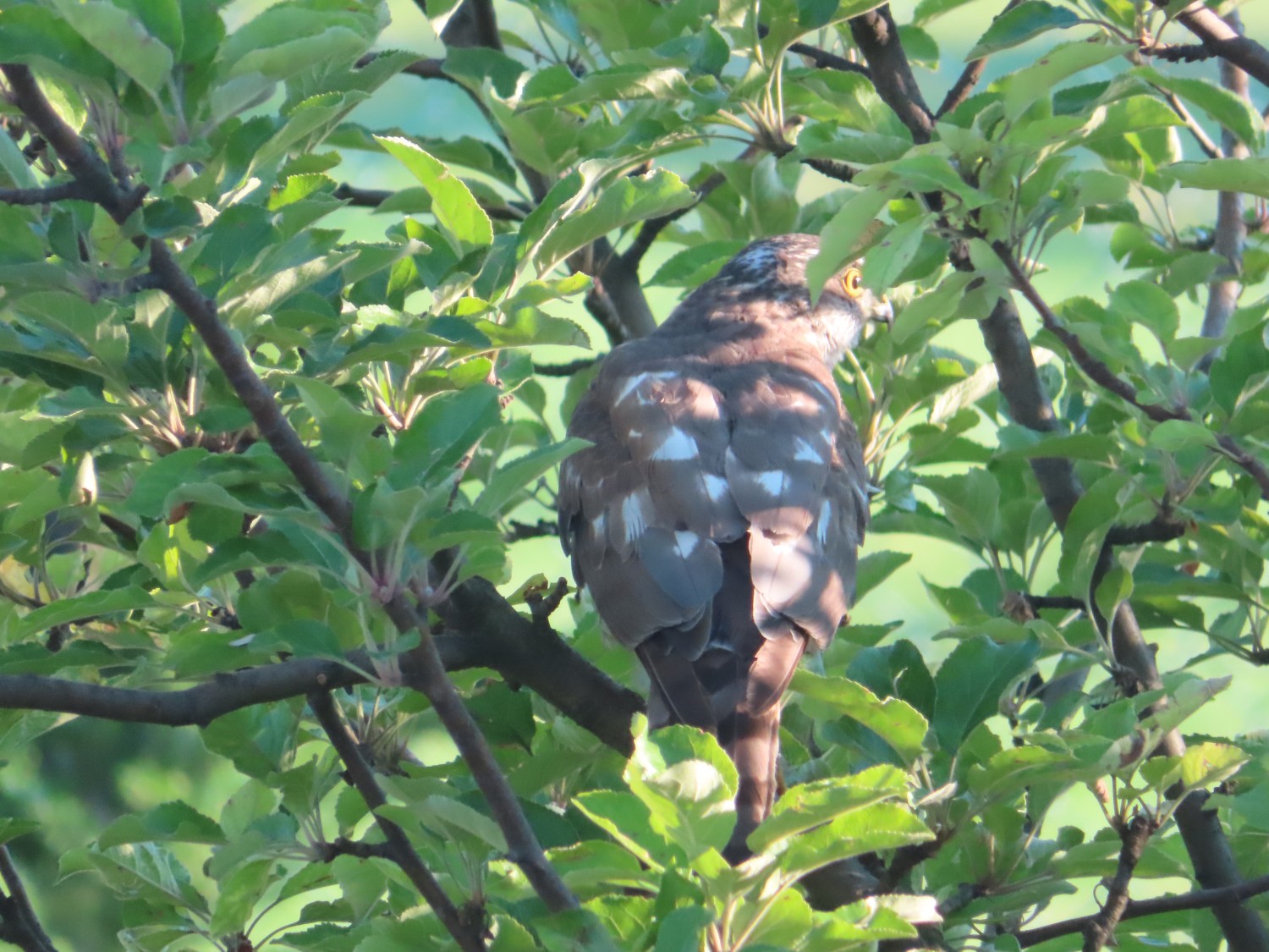 livebirdspoland_d949147d966c2531a3bb2a97e3923045.jpg