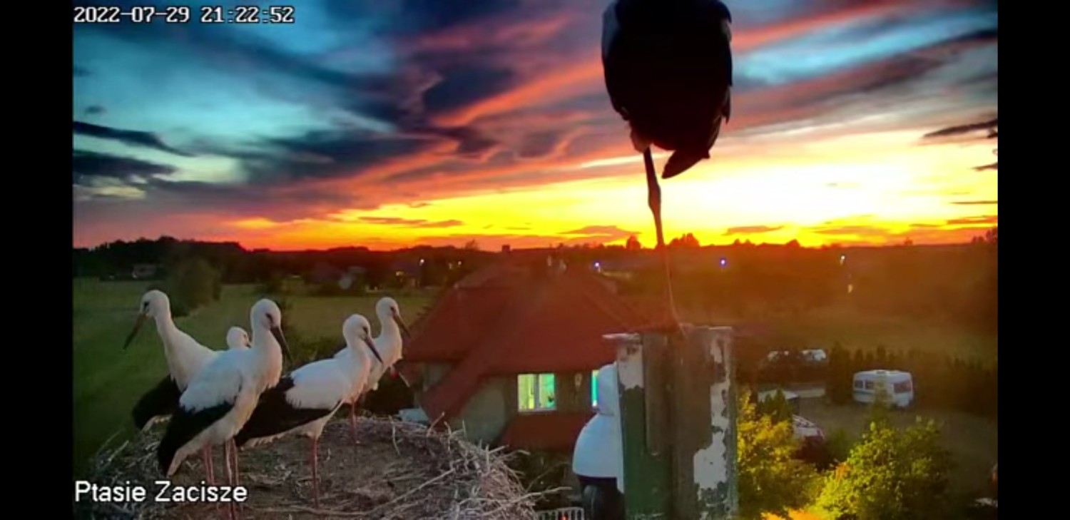 livebirdspoland_dfd5dbced2b520d5e6c3cc83b19f7fa2.jpg
