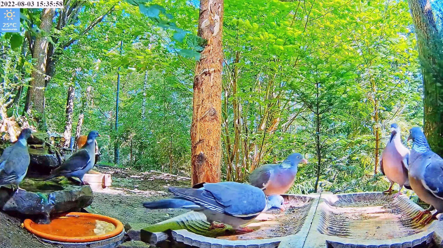 livebirdspoland_4b16ce6aa06beb85b01843b92e76e7ae.jpg