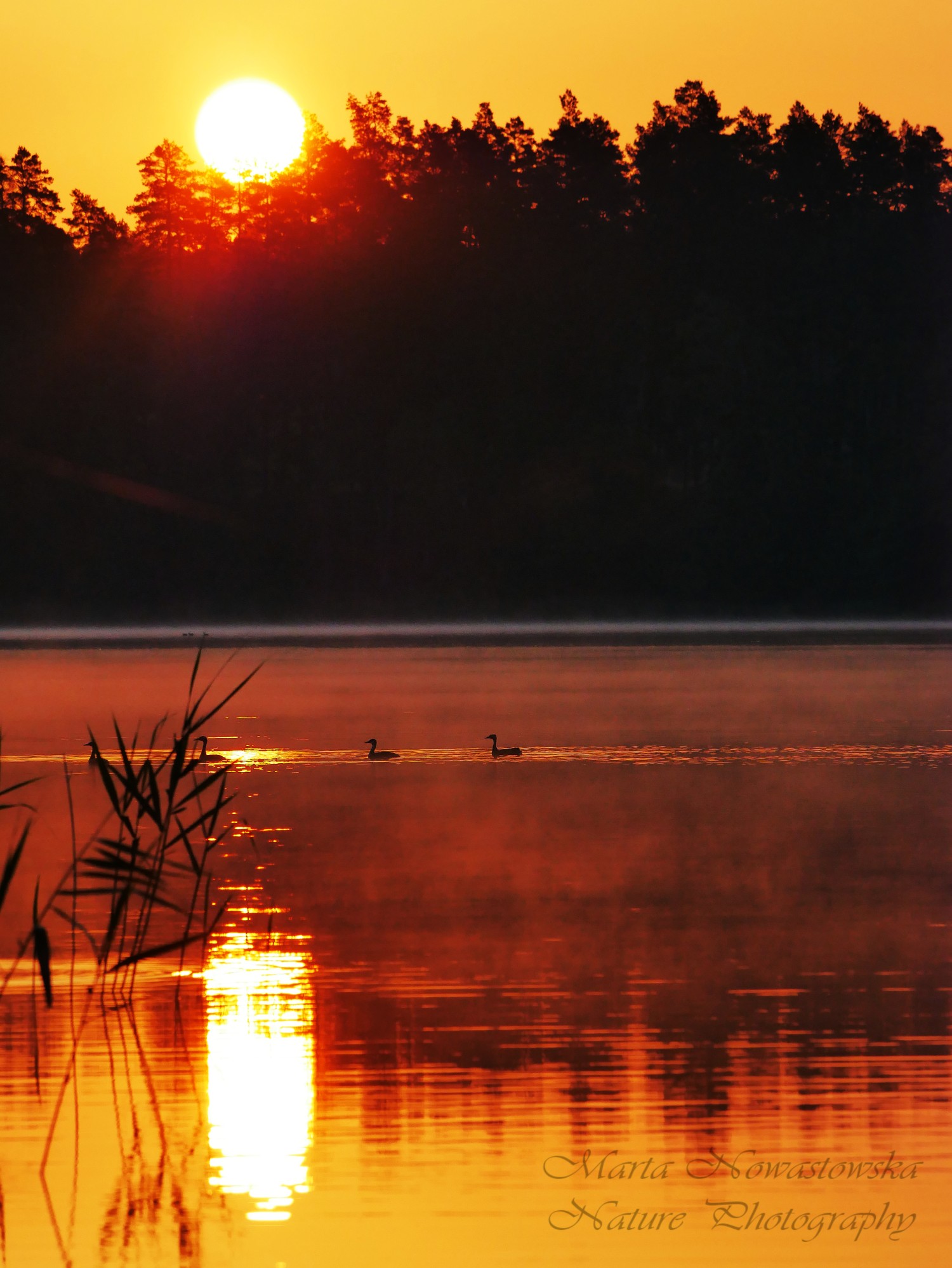 livebirdspoland_6f3a754cfc7d104da71d85ff7640f23b.jpg