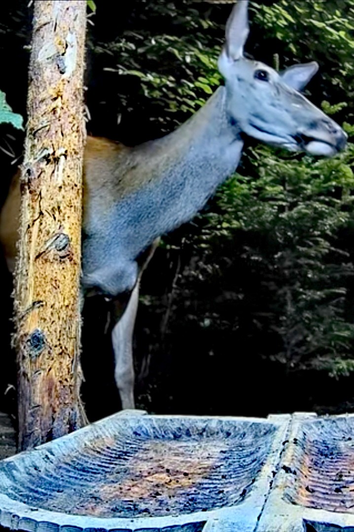 livebirdspoland_6e114f42c58e75e736d6d4af17bb980c.jpg