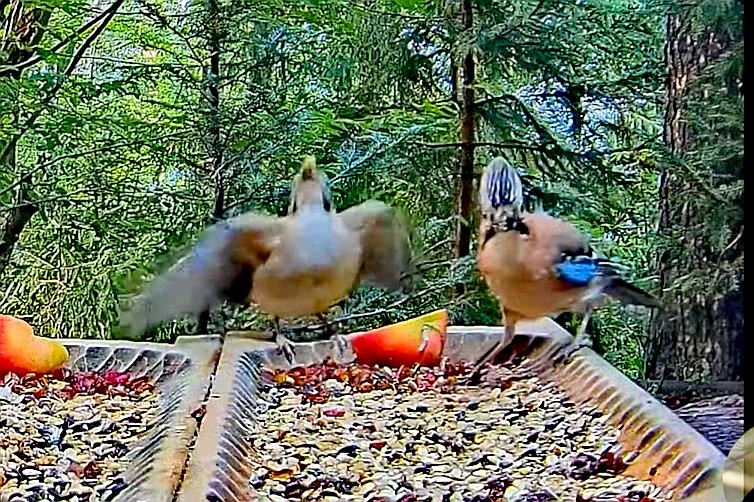 livebirdspoland_0d7adbc3fc90ede5ff6cce99b75ad686.jpg
