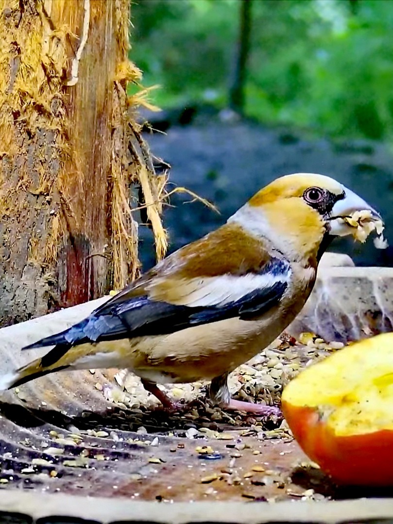 livebirdspoland_3581486695b457a3c1ac302f42f5b10b.jpg