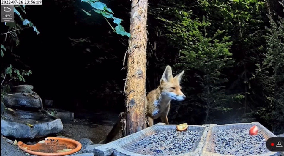 livebirdspoland_161e043e442a0774686d9c9086d0f98d.jpg
