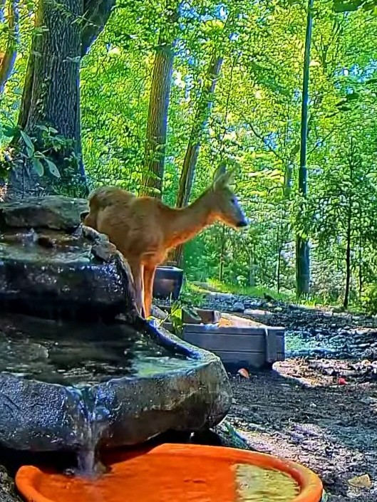 livebirdspoland_a113dd6c6ff2b6e13412e704bc2fac4e.jpg