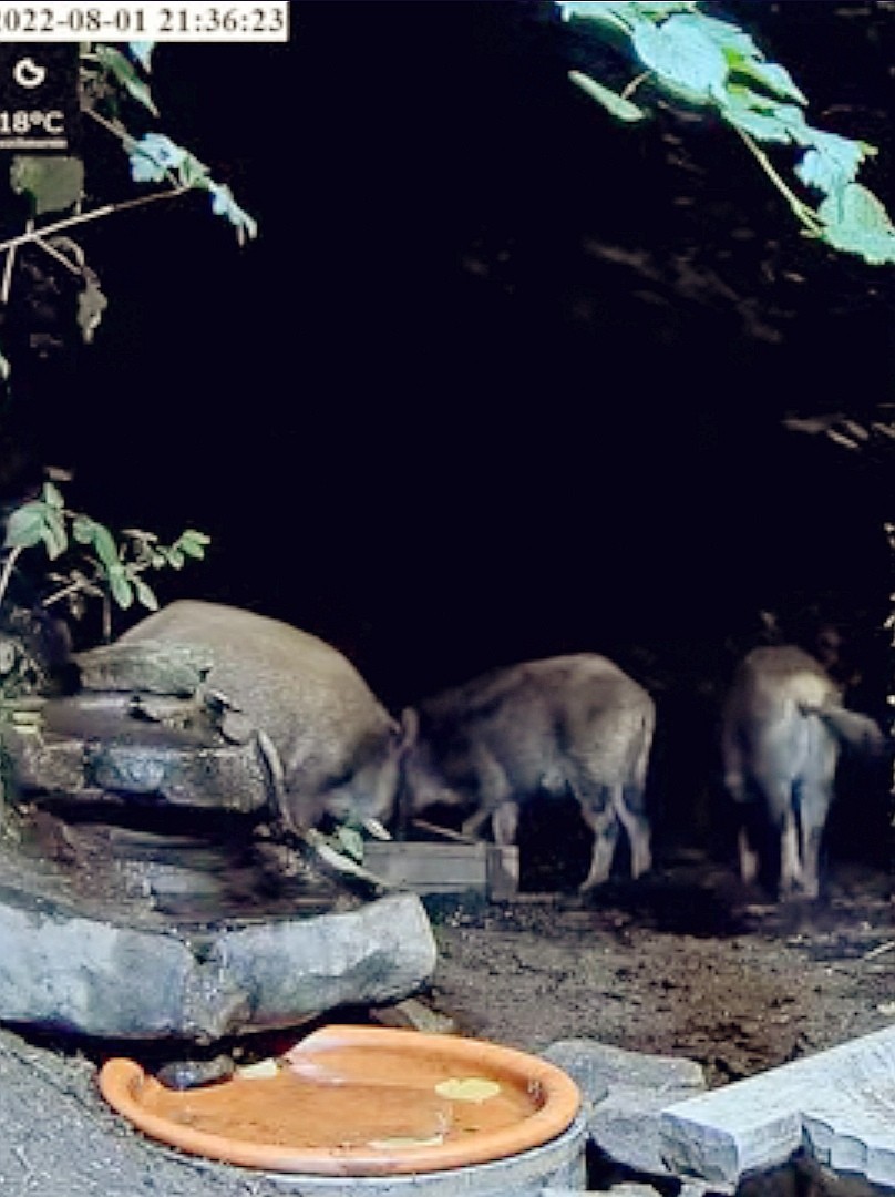 livebirdspoland_c60418d52248e44849eece5227808147.jpg