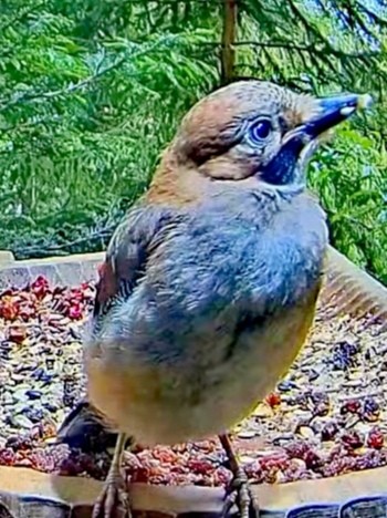 livebirdspoland_0a707e1e904c83abab20b02d110f40bb.jpg