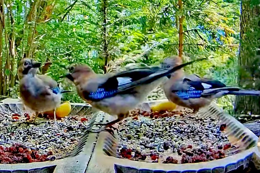 livebirdspoland_e912a5c24f312c6d6158ba45151cf1c9.jpg
