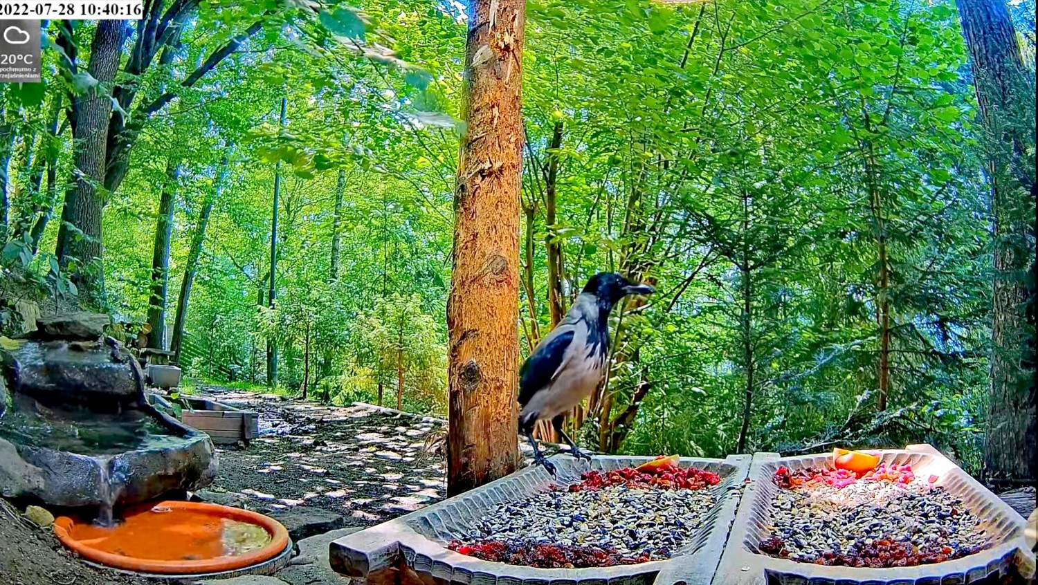livebirdspoland_c011939b45fa0977b8fc0f3b3b970c58.jpg