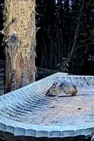 livebirdspoland_6c5325ac37ac50e8ee82542fd70e2d9f.jpg