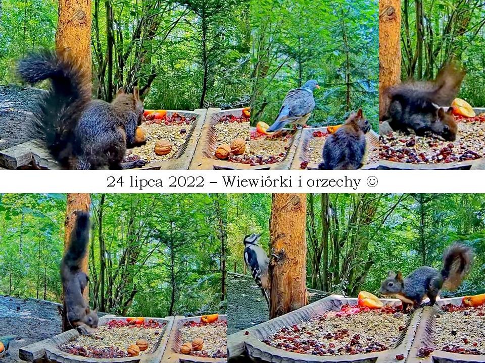 livebirdspoland_ef3e6e30458899bb181e8fc29c06572a.jpg