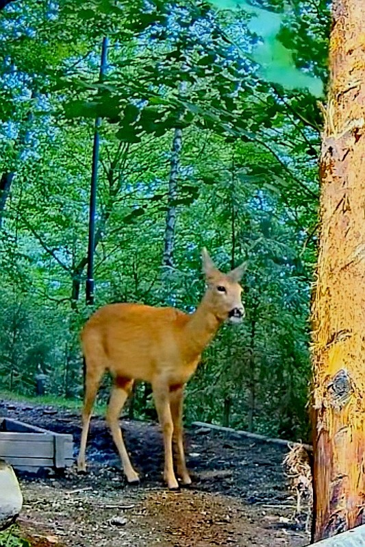 livebirdspoland_f4e8c4682d1371a2185841672334db18.jpg