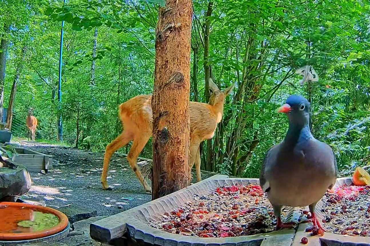 livebirdspoland_7c091a9df03e39a594bf49aeb063de72.jpg