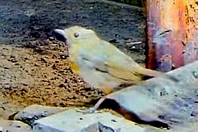 livebirdspoland_e634bea5645d3972f123a4833bb875d8.jpg