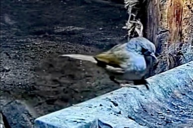 livebirdspoland_003e1c7cf8022072c0d66031555d1cf9.jpg