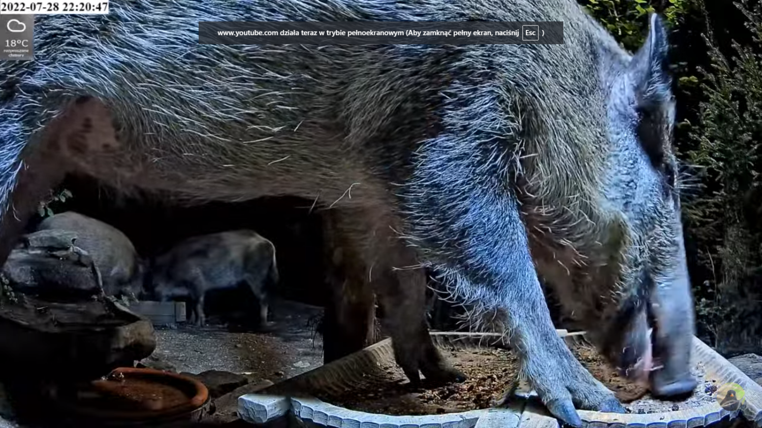 livebirdspoland_c7b1f554cd00cd38d54ba84775e183c6.png