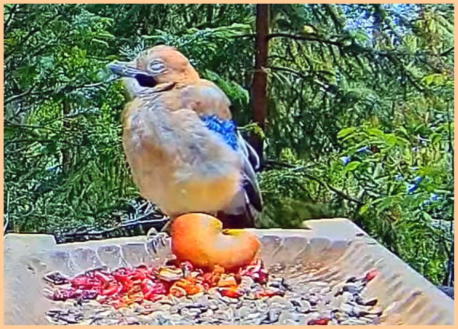livebirdspoland_039161f74b5b151cddc7a7564dbd38e5.jpg