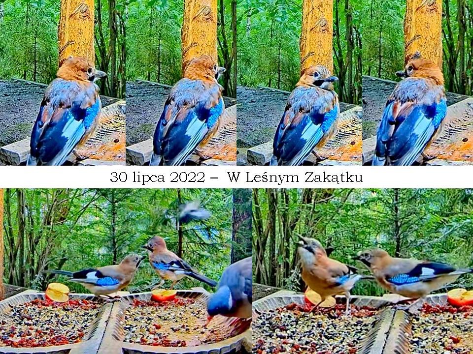 livebirdspoland_efcffd428fca0338b7920ba4c4c24136.jpg