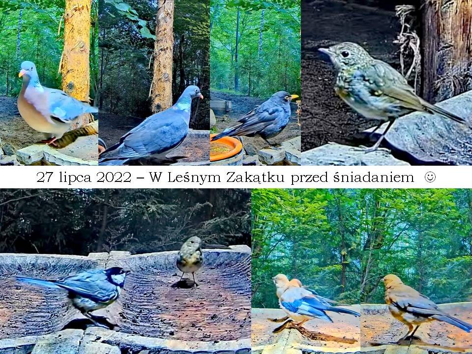 livebirdspoland_28ff525fde5a24b9c6fb00d1cb7cfcf2.jpg