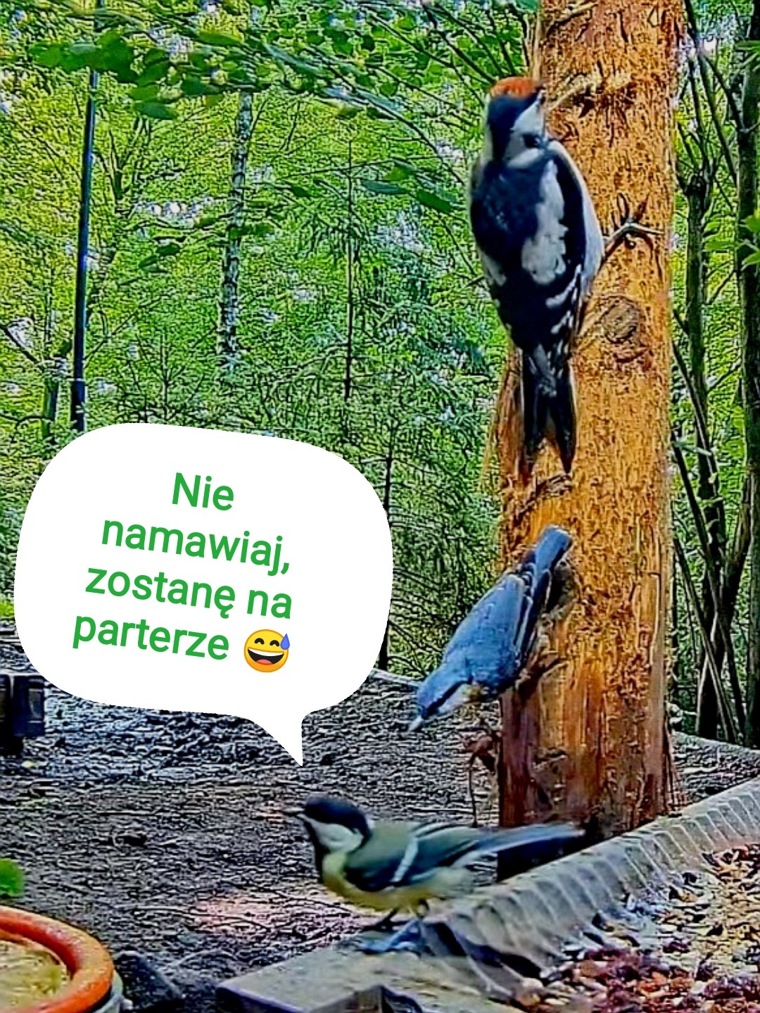 livebirdspoland_4100dfd82d4ec774ad9d99736d9b7735.jpg