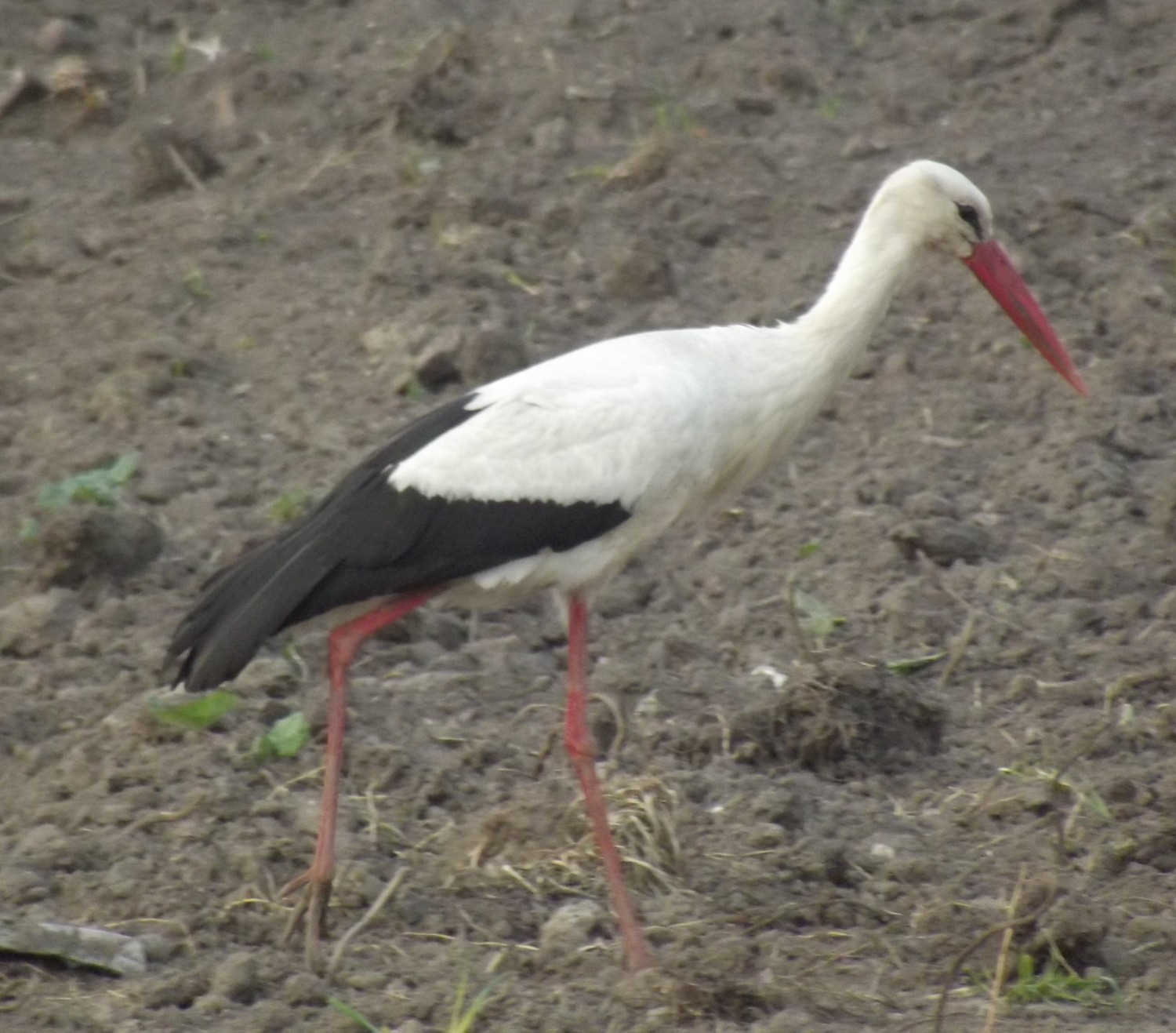 livebirdspoland_e0dd0a14053c33e3f9fa87162aedbb5b.jpg
