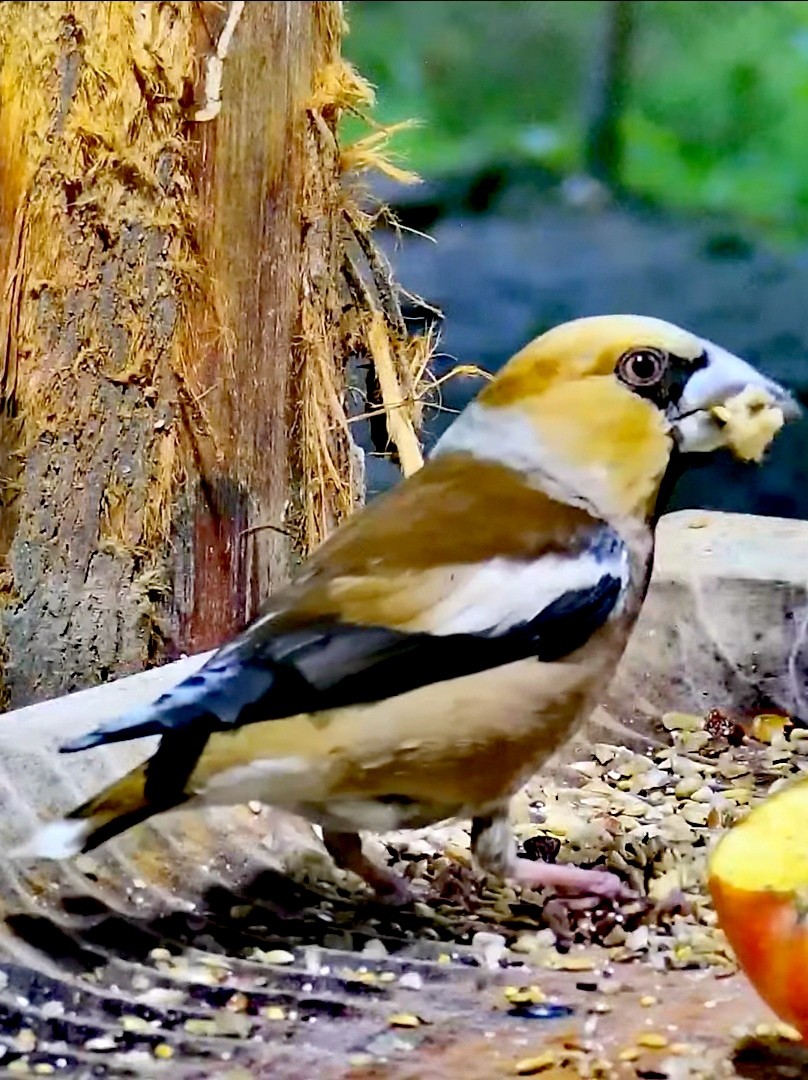 livebirdspoland_53ac6f271191961a8b089feabd07b704.jpg