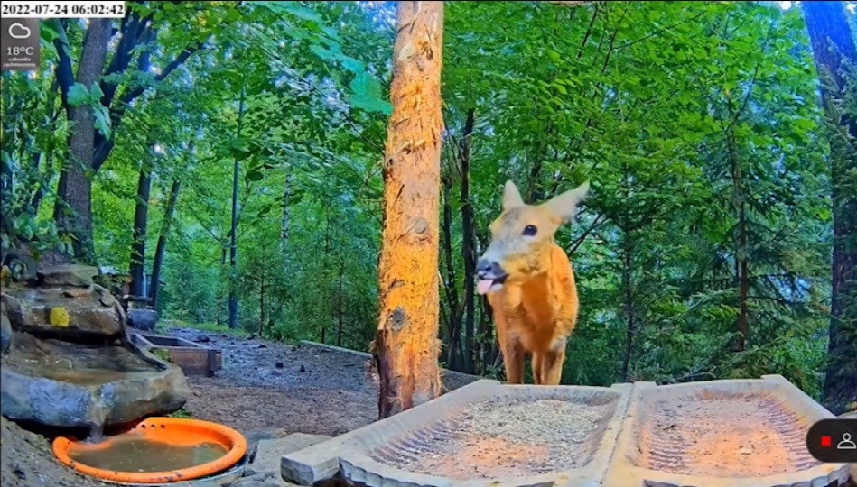livebirdspoland_5578e9c1f9b0f419141643ce0061e3cd.jpg