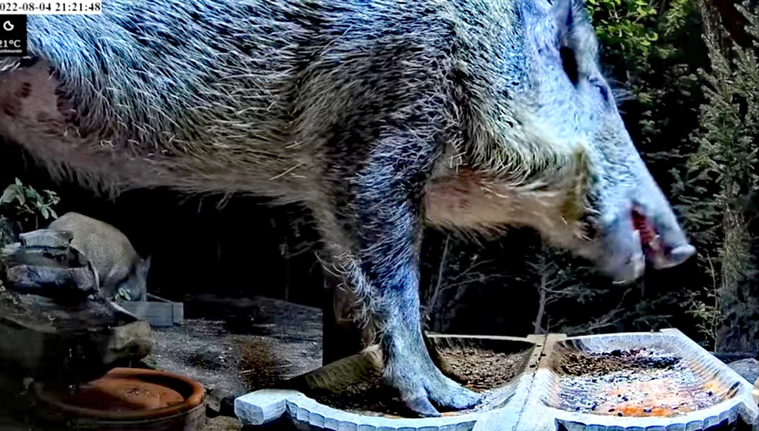 livebirdspoland_effa9af69e7a86c2f20f1f32177b8764.jpg