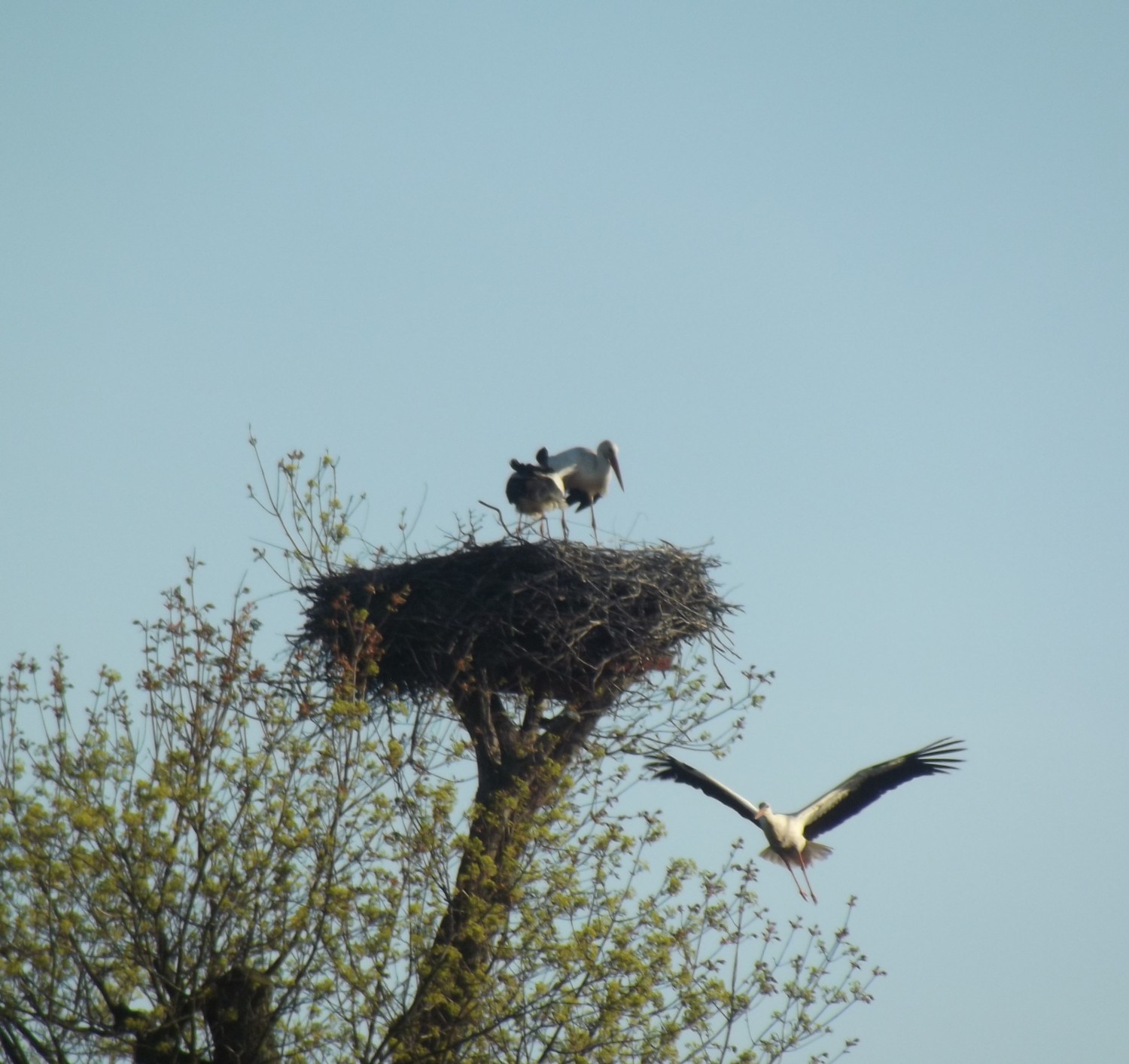 livebirdspoland_c9e476f33eaf849e872e6e51c0e0dfac.jpg