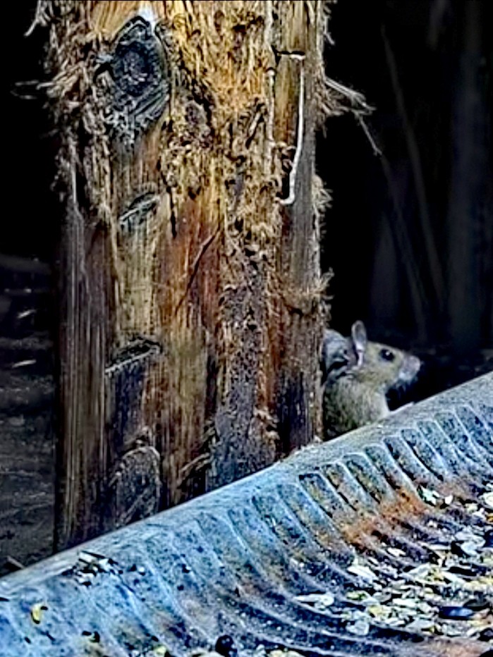 livebirdspoland_a276986c99e73033e49709acd8dc8a44.jpg