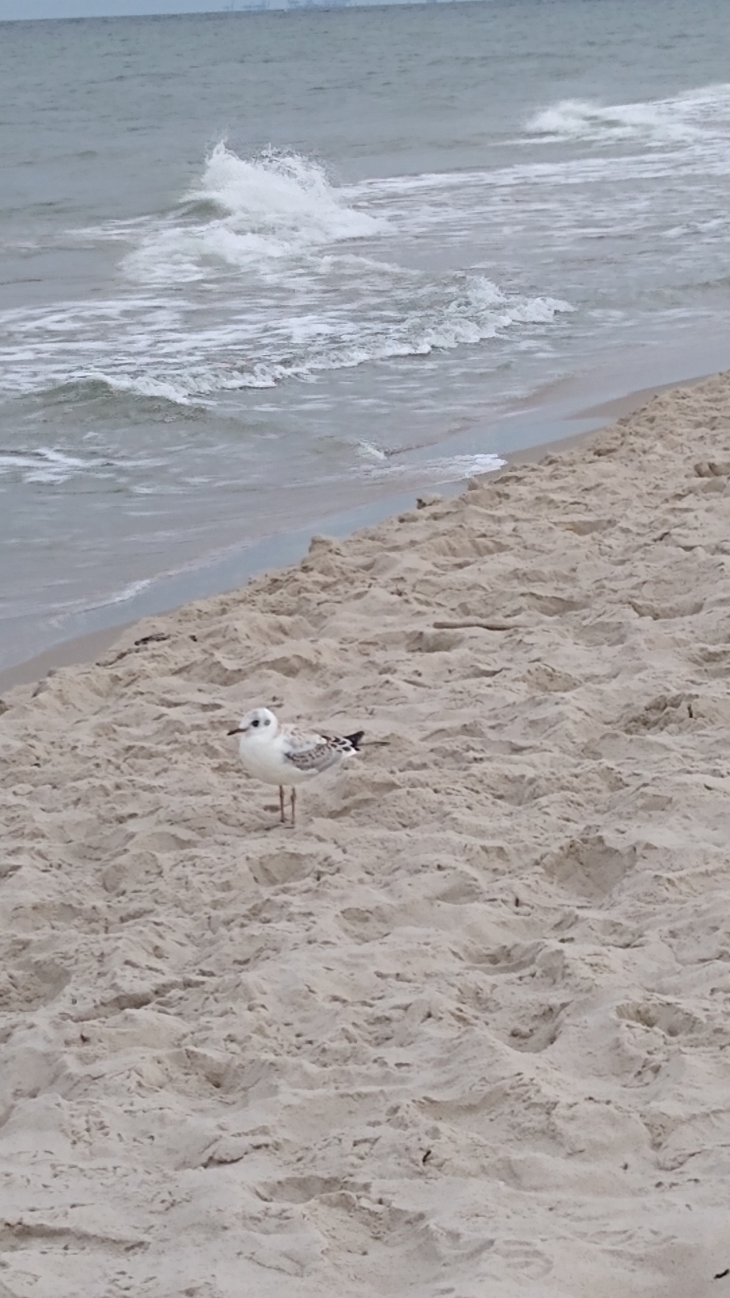 livebirdspoland_4de8ce2fb6848029483e2ffac5a88285.jpg