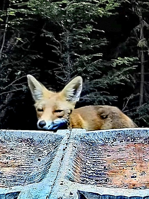 livebirdspoland_0fd8374ee9c2ef6e9bca41871089516b.jpg