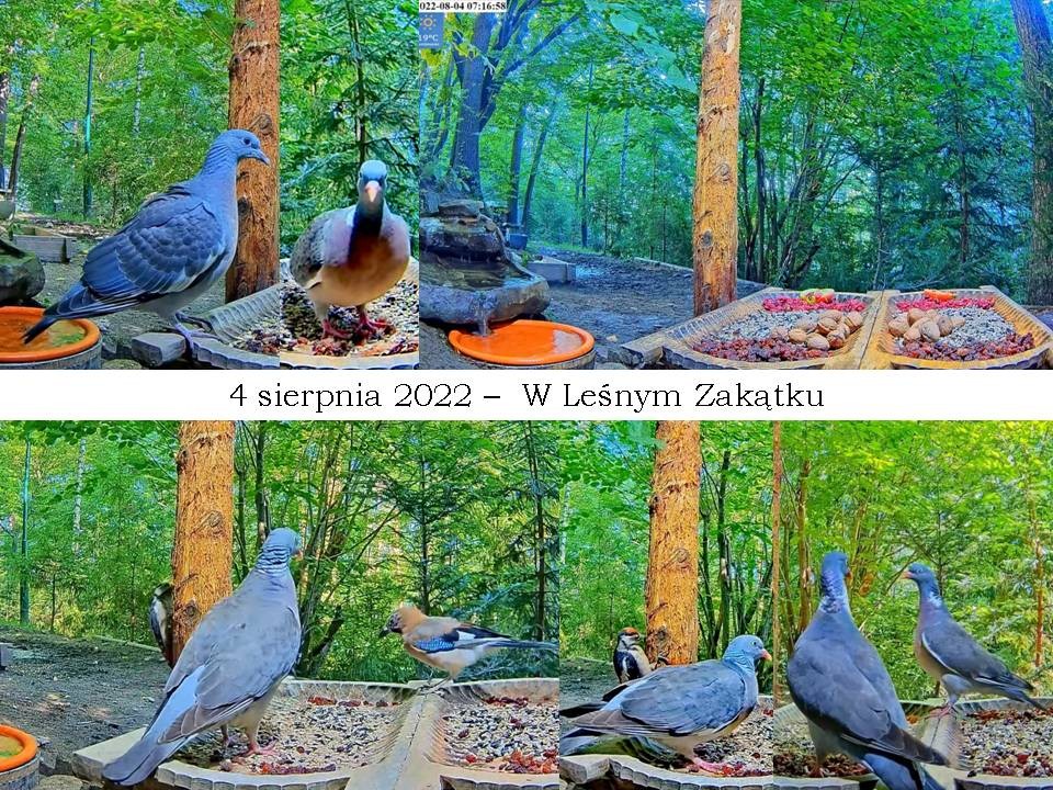 livebirdspoland_2d3abc4a6280c8730dd661f6fa78f4d7.jpg