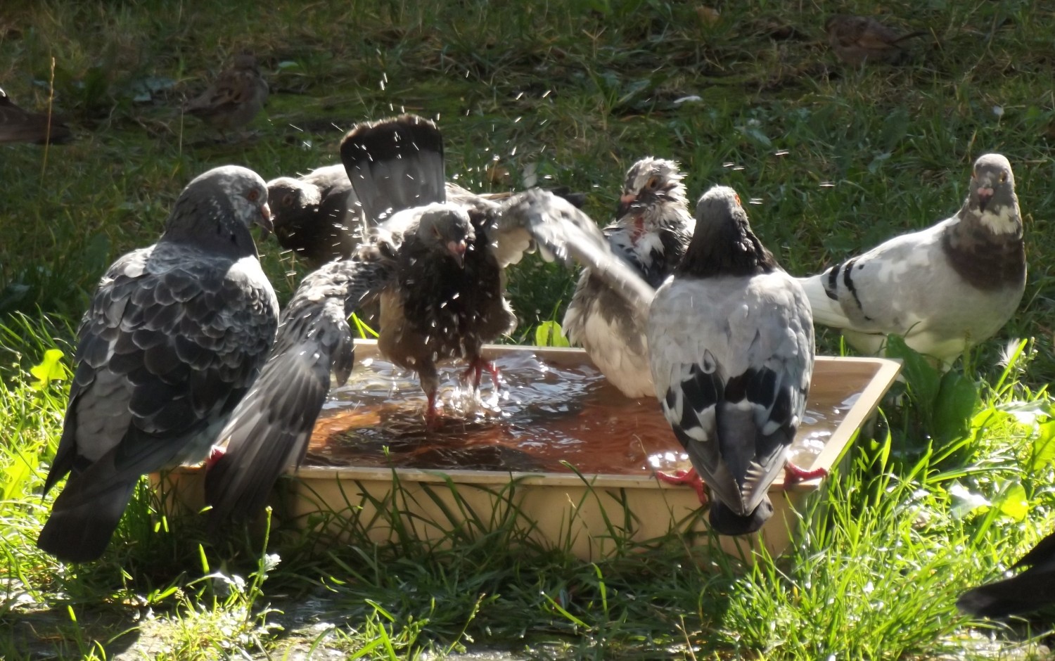 livebirdspoland_484f1c9ae9d364bc7a91cf1e23625b56.jpg