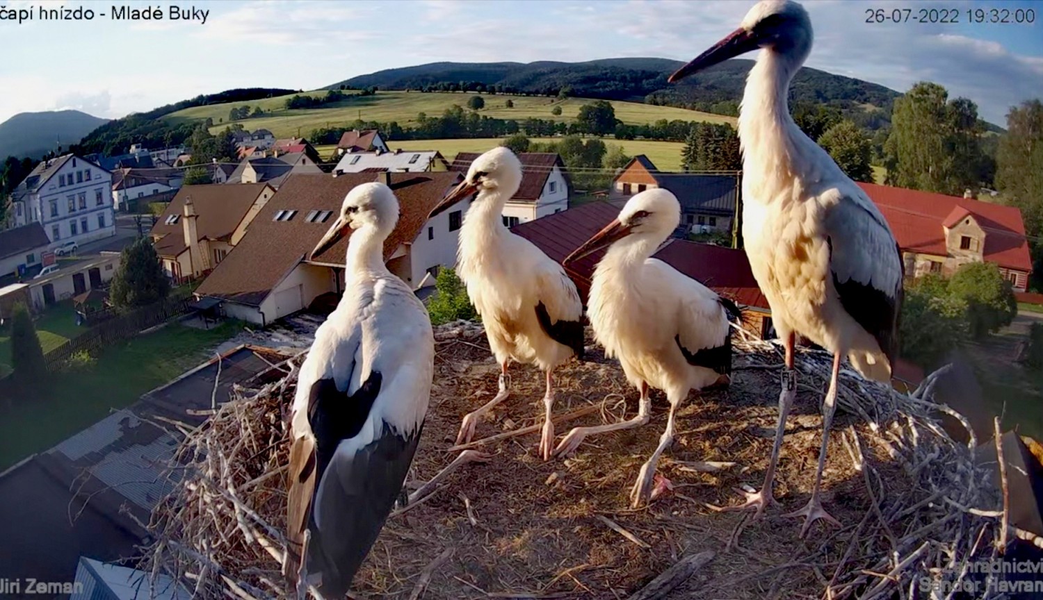 livebirdspoland_7389eee35c6034390746963e316ec934.jpg