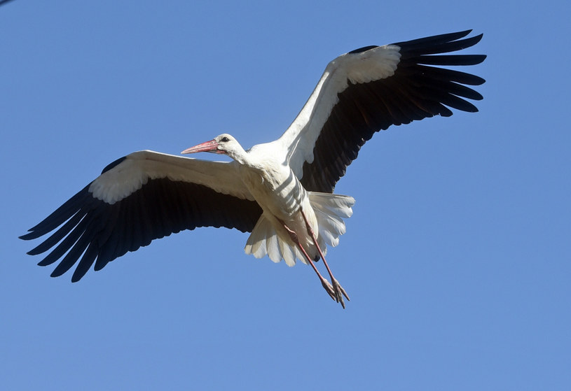 livebirdspoland_0843750b7047bab6ee079eb5882be147.png