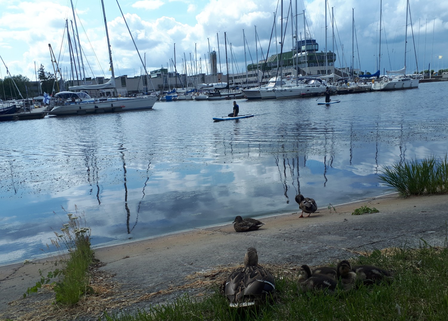 livebirdspoland_5400b4af3b42824872f916edd9093c16.jpg