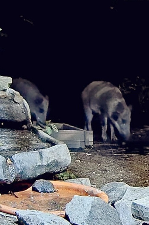 livebirdspoland_21327e2004378f93c8689418b7997c94.jpg