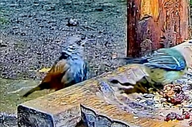 livebirdspoland_6383bed0b3159e51b6053c90a9e5236d.jpg