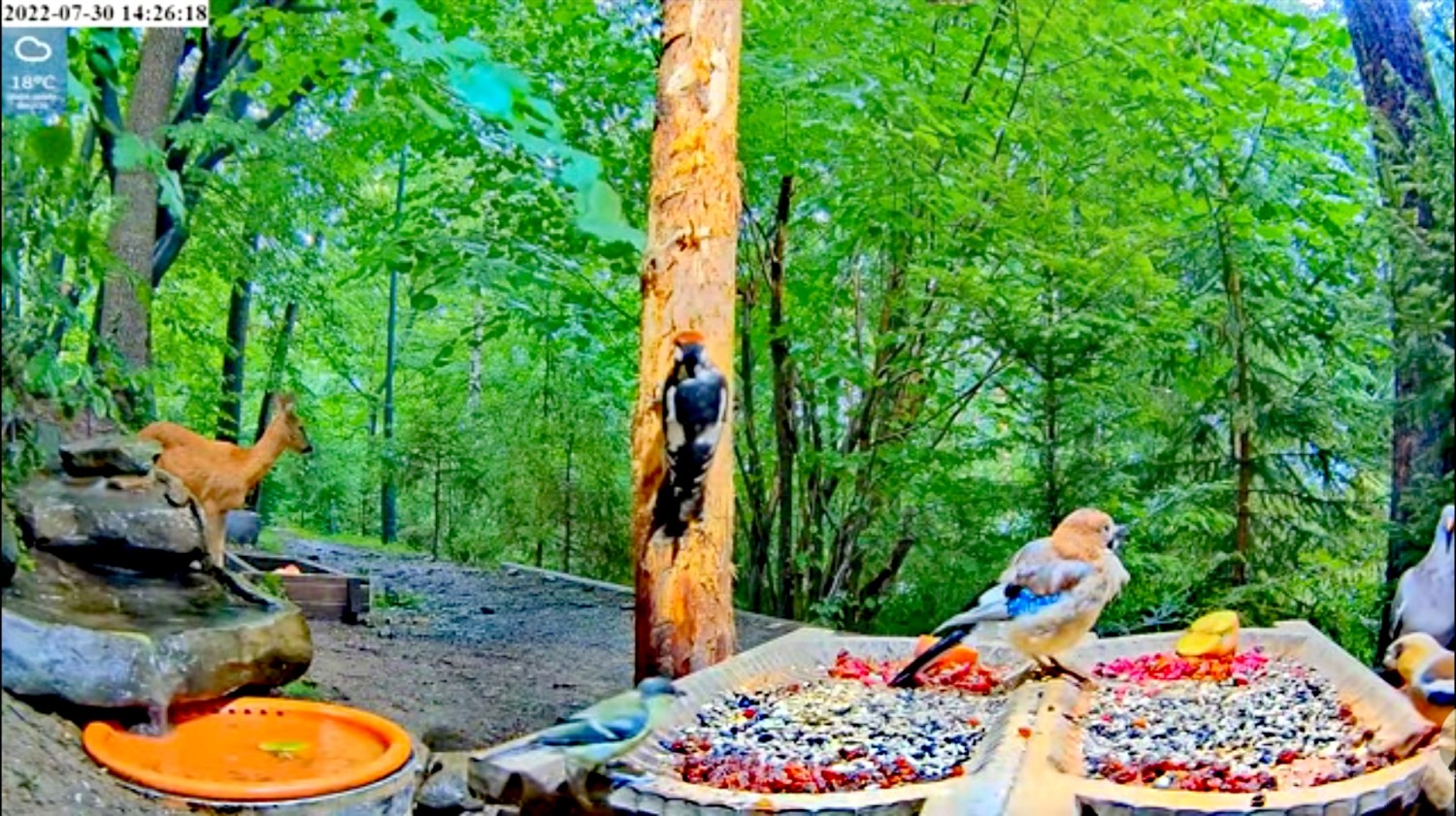 livebirdspoland_79ae3a5351423f8834845827dd5a88cc.jpg