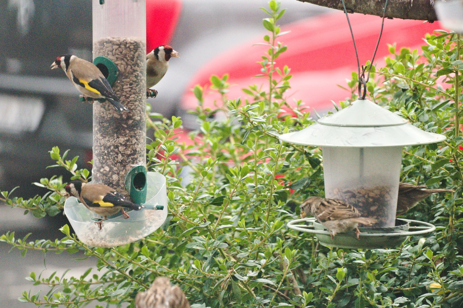 livebirdspoland_e97067063c90e5afe9bb7aa9d9157e30.jpg