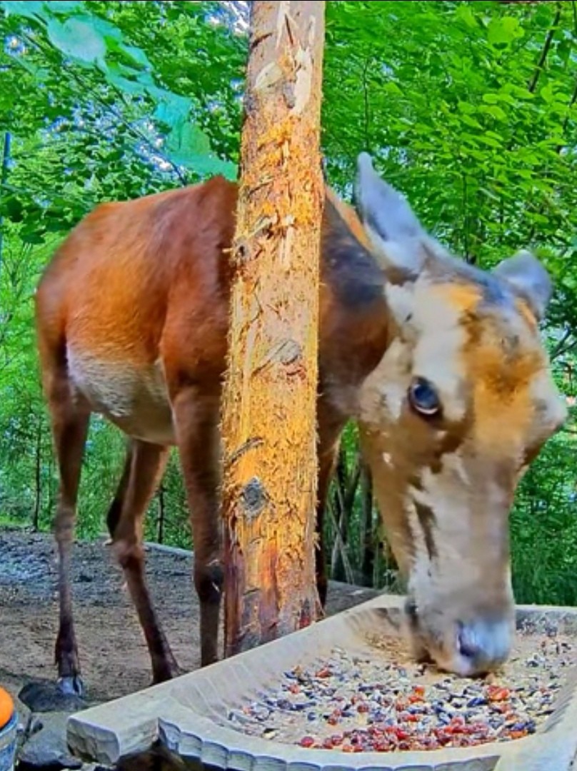 livebirdspoland_764d174a1e055ab76a9363e7c739b354.jpg