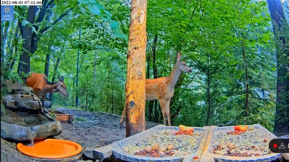 livebirdspoland_b8ea35c23584e2261b3134e2d6b3d987.jpg